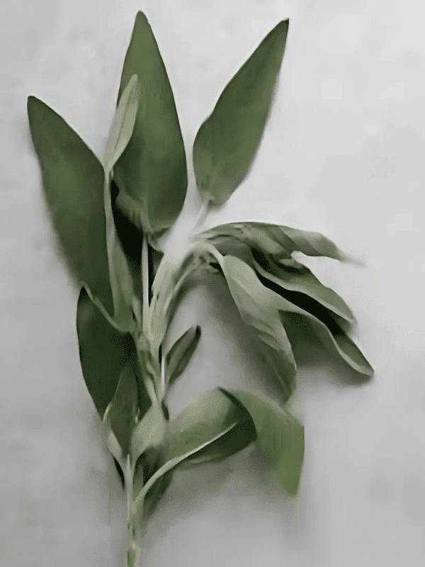 Fresh green sage leaves on a light background.